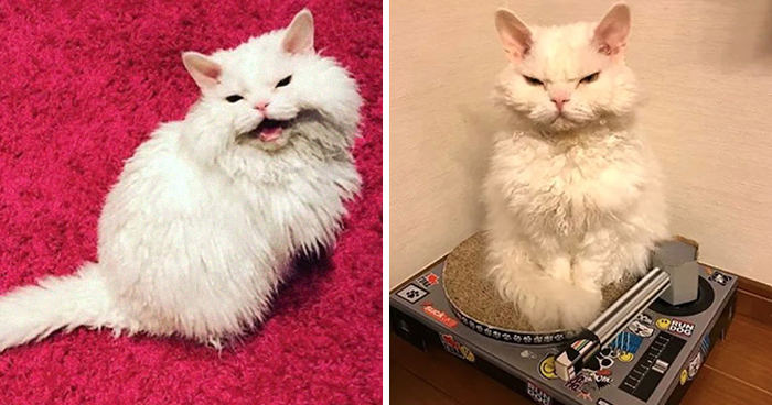 Meet Chirico, A Cat Whose Facial Expressions Make Her Look Like She’s Always Judging Others (30 Pics)