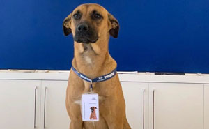 Stray Dog Keeps Visiting A Hyundai Dealership, They Give Him A Job And His Own Badge