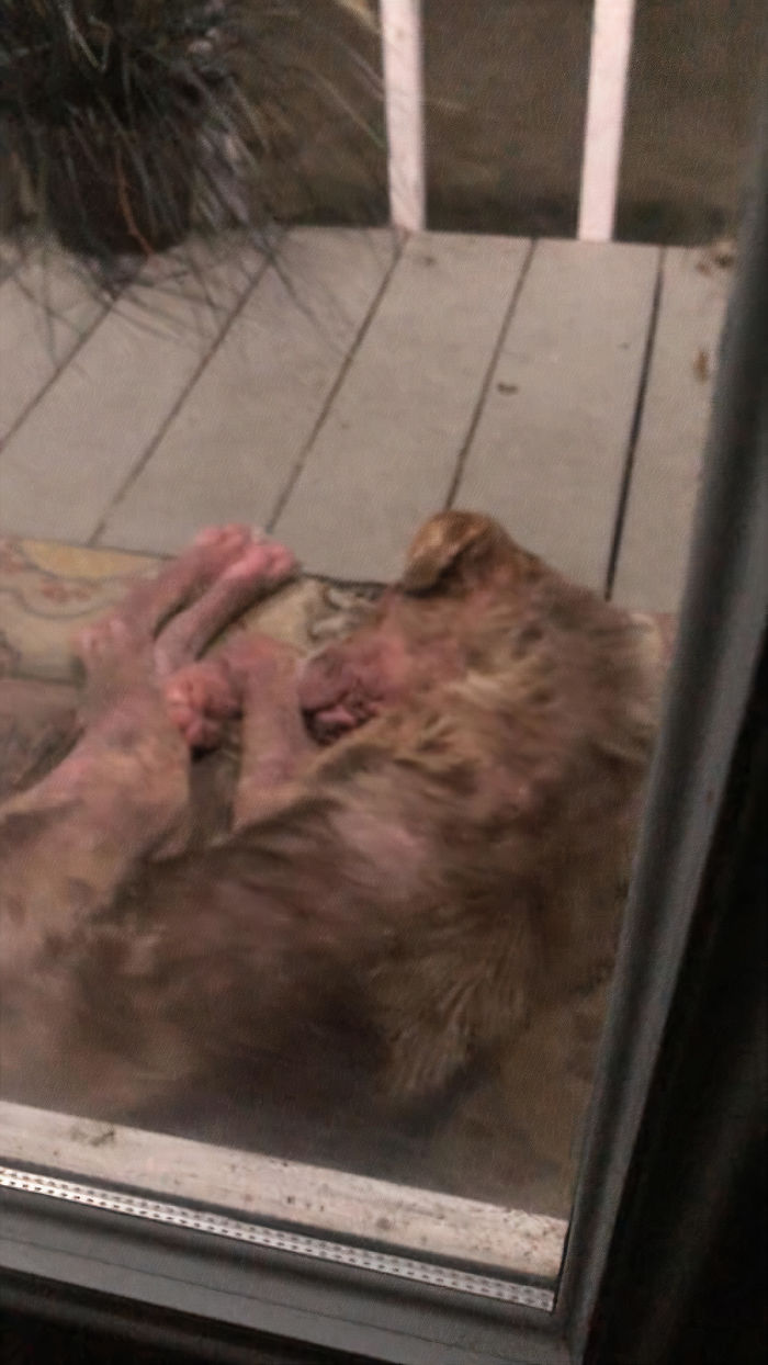 Poor Stray Dog Comes To Rest On This Family's Porch, Refuses To Leave