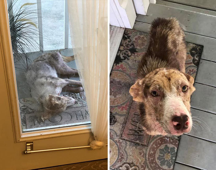 Poor Stray Dog Comes To Rest On This Family’s Porch, Refuses To Leave