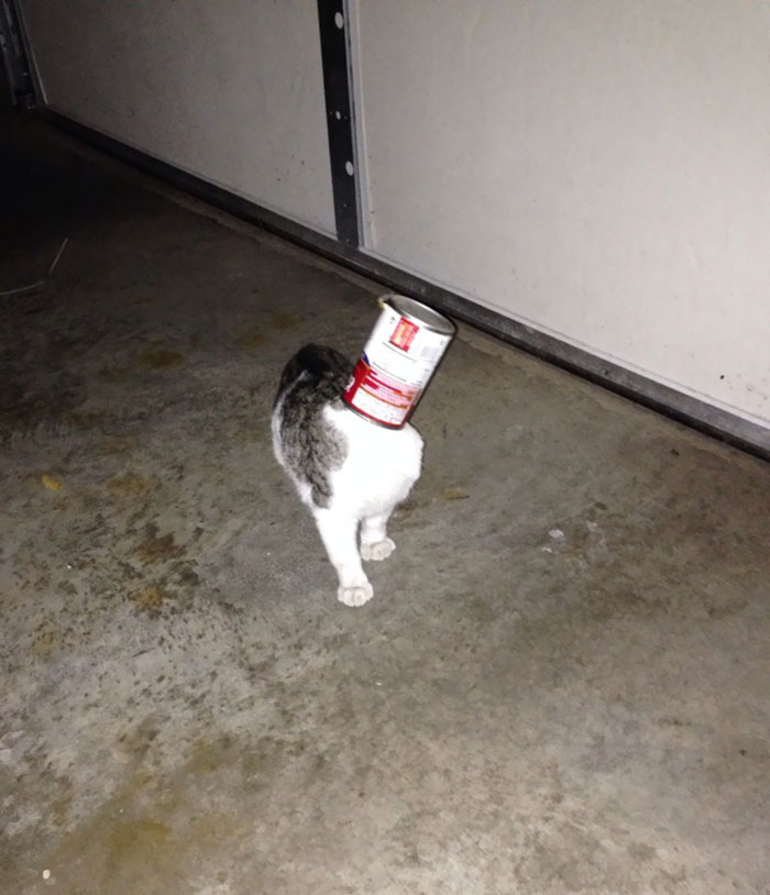 My Idiot Cat Got Her Head Stuck In A Can