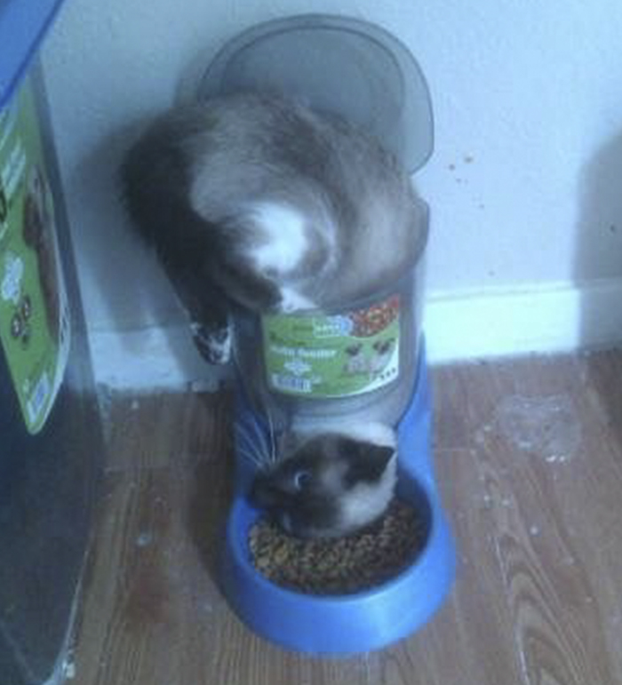 I'm Stuck!!! Cat Faces Dry Food Feeder Dilemma