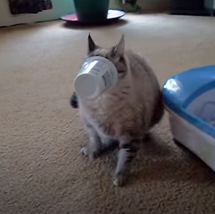 Cats Face Stuck In Yogurt Cup