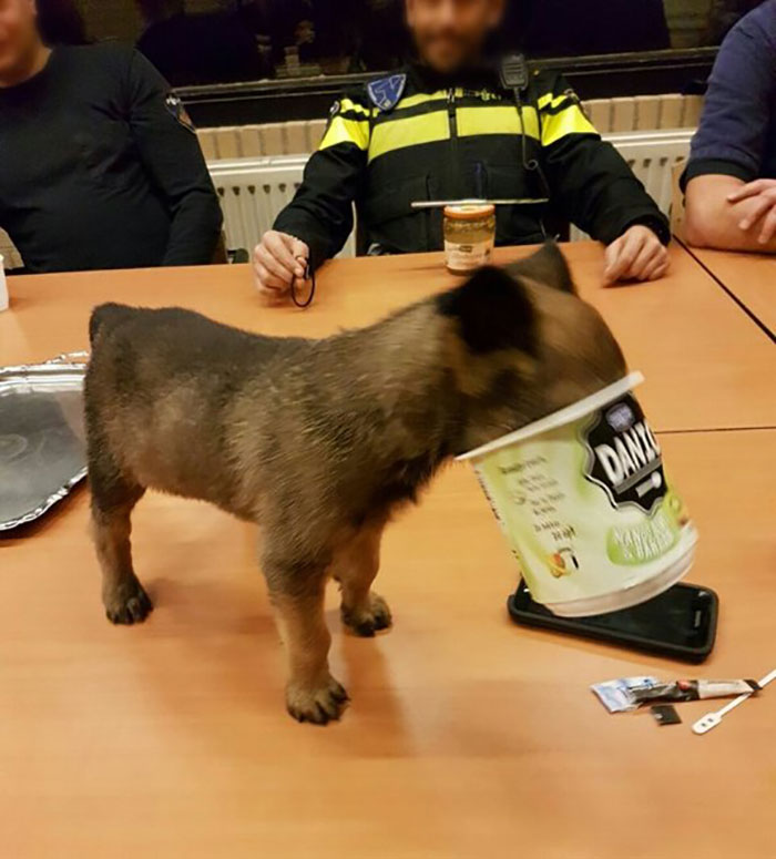 Dutch Police Dog Gets Stuck In A Yoghurt Pot