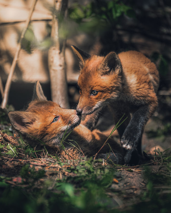 I Tried To Make My Way To Get To Red Foxes And I Finally Earned Their Trust To Photograph Them Up Close (30 Pics)