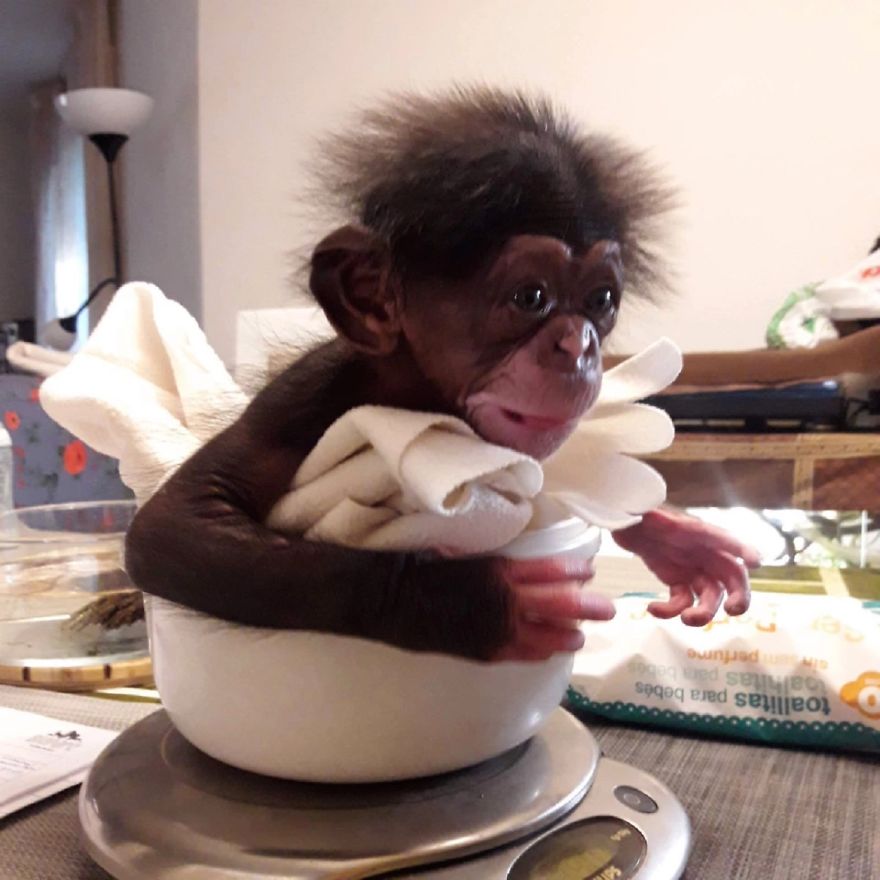 Baby Chimp Cuddles With A Plush Monkey After Being Rejected By His Mother,  Finds A New Family | Bored Panda
