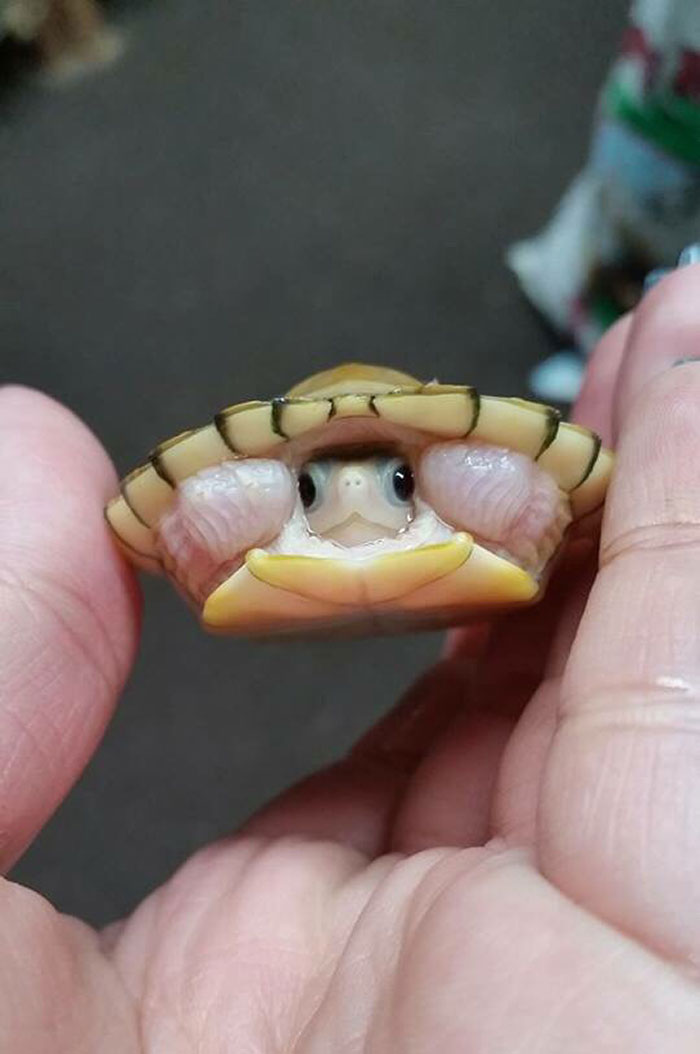 This Turtle's Shell Looks Like A Sombrero