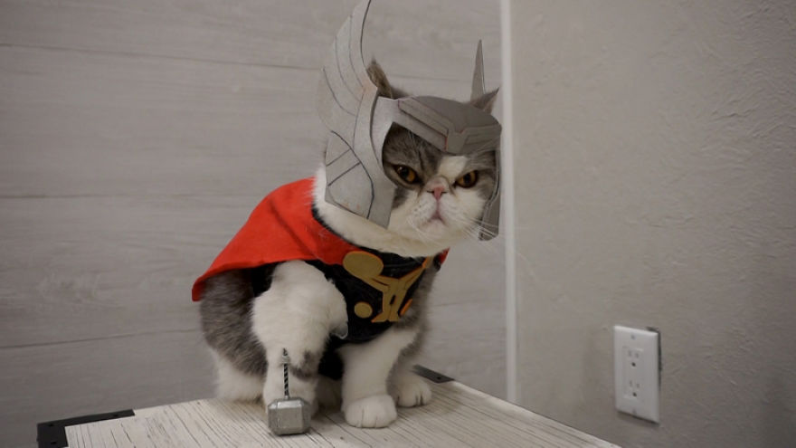 These 2 Cats That Used To Cosplay Now Makes Movie Shorts
