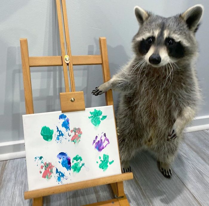 Proud Raccoon Artists Are Posing Next To Their Paintings And They Look So Happy