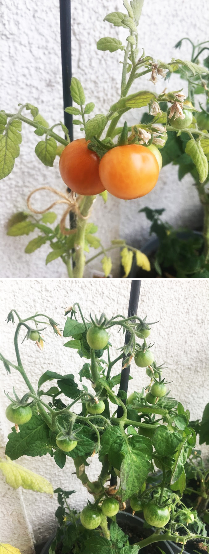 This Year I Decided To Grow Tomatoes Instead Of Flowers On My Balcony. Turned Out Great! I Think I'll Keep This Idea And Grow More Edible Goodies Next Year