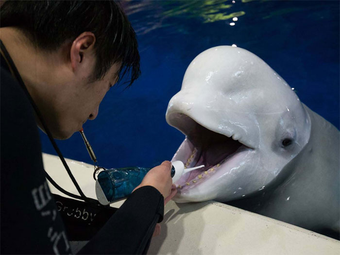 Two Beluga Whales Are Rescued From Performing As Show Animals In China, And Their Smiles Say It All
