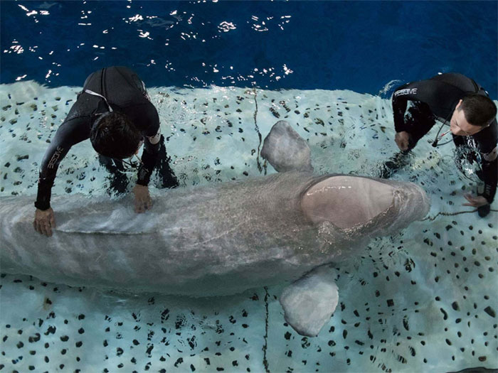Two Beluga Whales Are Rescued From Performing As Show Animals In China, And Their Smiles Say It All
