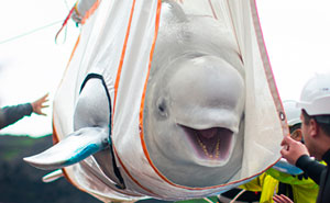 Two Beluga Whales Are Rescued From Performing As Show Animals In China, And Their Smiles Say It All