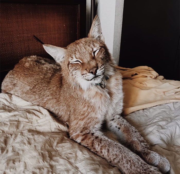 I Adopted Two Lynxes From A Fur Farm, Now I Live With 2 Big ‘Cats,’ 8 Dogs, And 3 Horses