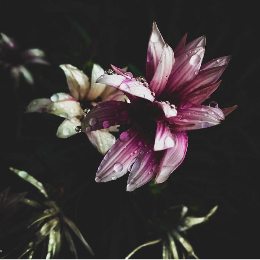 I Took Photos Of Flowers Just For Fun On My iPhone (14 Pics)