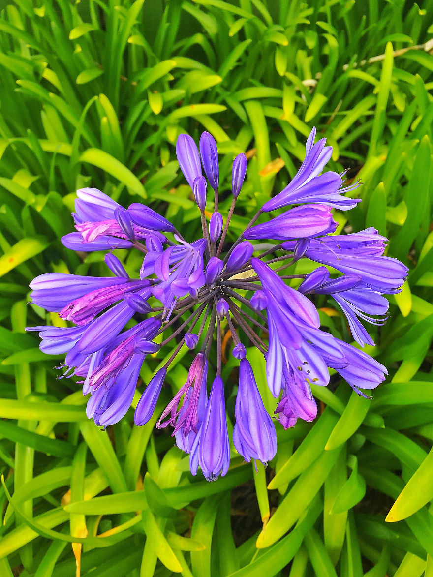 I Took Photos Of Flowers Just For Fun On My iPhone (14 Pics)