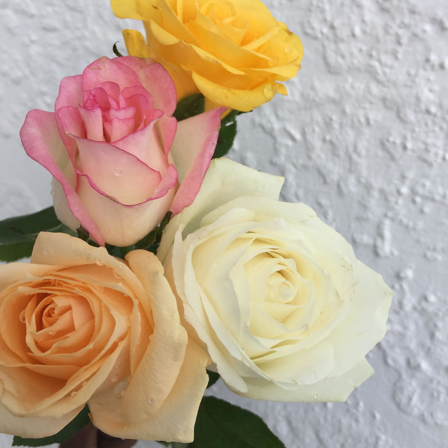 I Took Photos Of Flowers Just For Fun On My iPhone (14 Pics)
