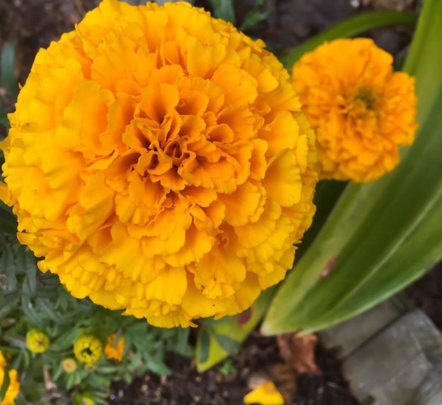 I Took Photos Of Flowers Just For Fun On My iPhone (14 Pics)
