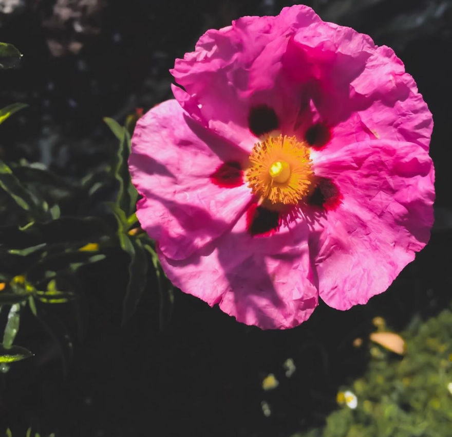 I Took Photos Of Flowers Just For Fun On My iPhone (14 Pics)