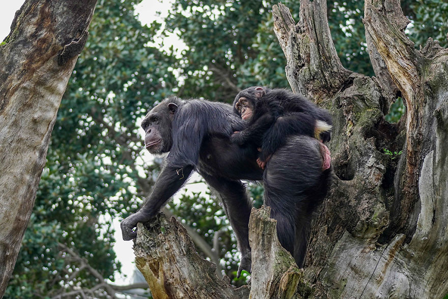 Baby Chimp Cuddles With A Plush Monkey After Being Rejected By His Mother, Finds A New Family