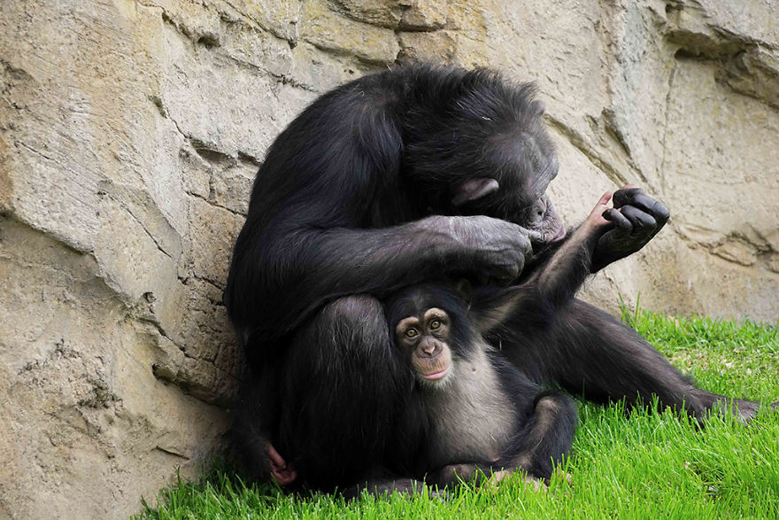Baby Chimp Cuddles With A Plush Monkey After Being Rejected By His Mother, Finds A New Family