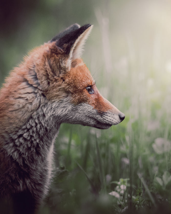 I Tried To Make My Way To Get To Red Foxes And I Finally Earned Their Trust To Photograph Them Up Close (30 Pics)