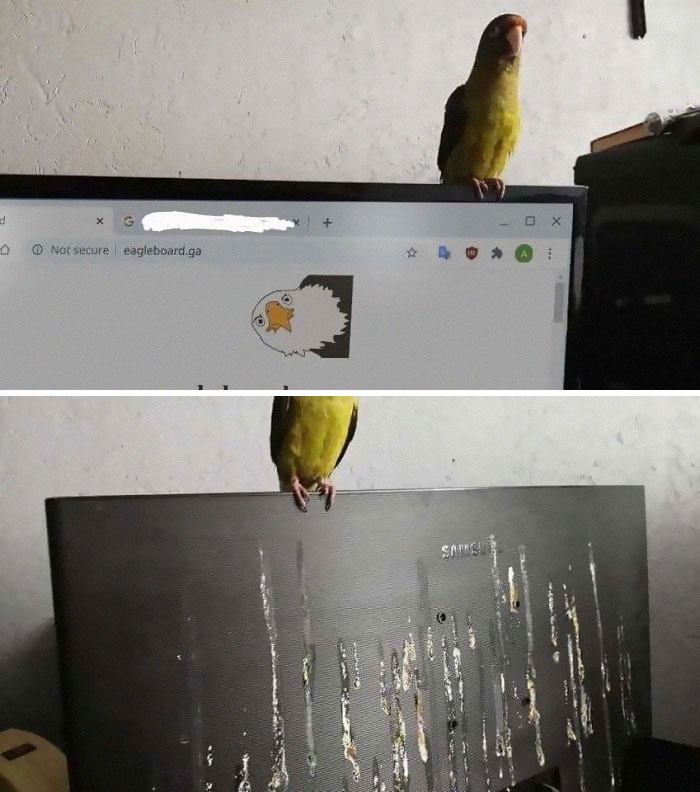 What Could Go Wrong If I Have My Bird As An Advisor