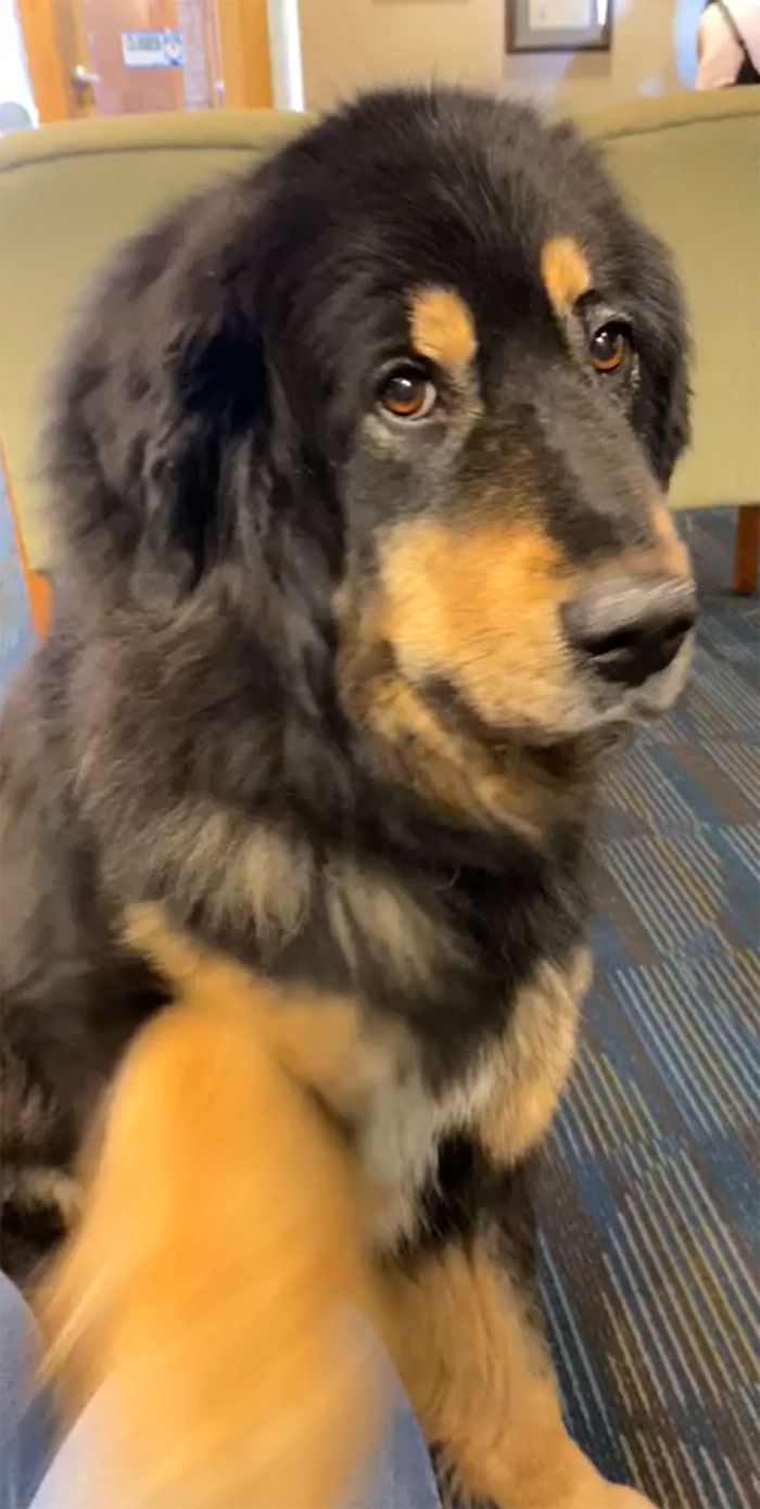 My Dentist Brings His Dog To Work With Him Everyday To Help With Anxious Patients