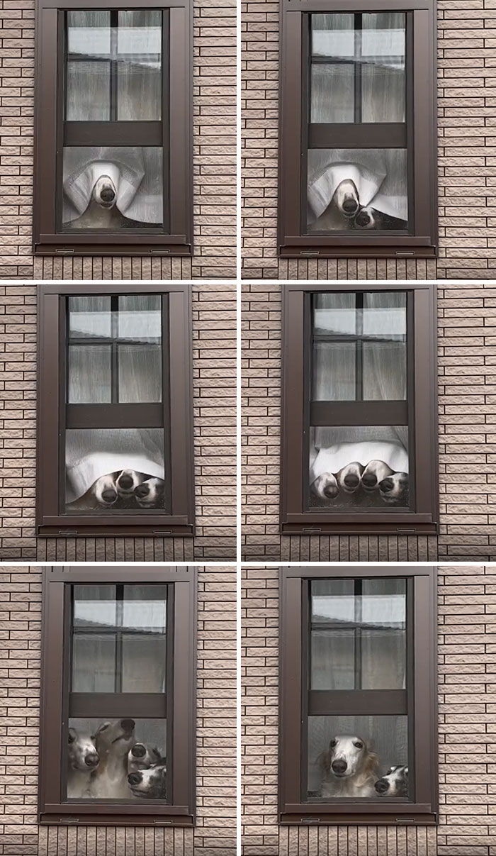 Four Borzoi Dogs Adorably Peek Their Big Noses Out Of Curtained Window One At A Time