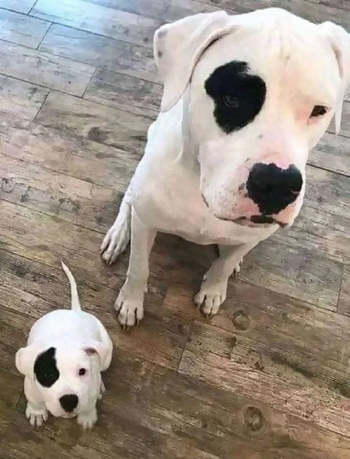 Like Father, Like Son !