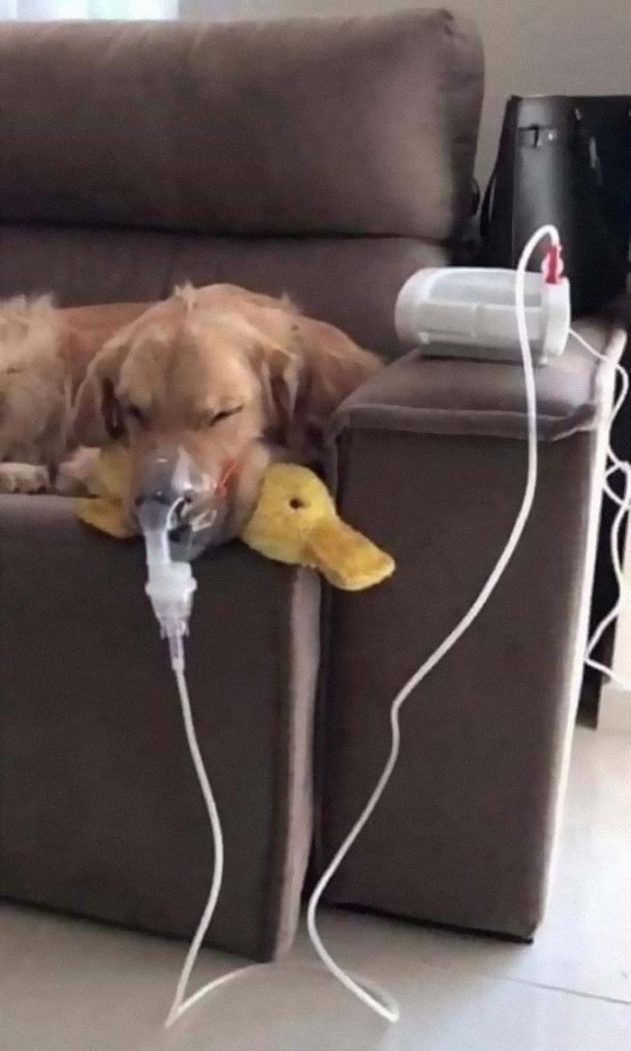 Doggy Has Asthma And Requires Multiple Nebulizations. But As Long As He Has His Ducky With Him, He Know He Is Gonna Be Ok