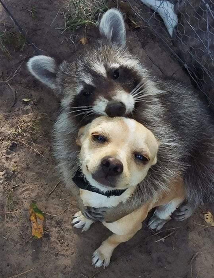 Just A Raccoon Hugging A Chihuahua