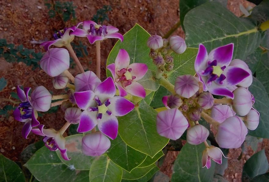Wild Flower In Desert Of India Wild Flower In Desert Of India