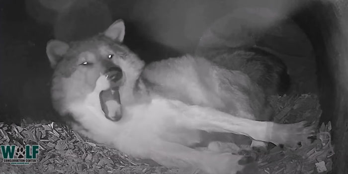 Adorable Video Of This Mama Wolf's Free Time Being Interrupted By Her Pups Is Capturing People's Hearts