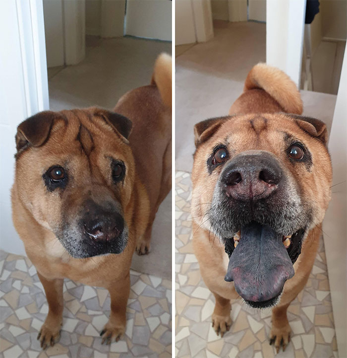 My 13 Yr Old Shar-Pei Before And After I Tell Him He's A Good Boy