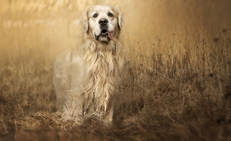 Fairy-Tale Pictures Of My Golden Retriever Morsik