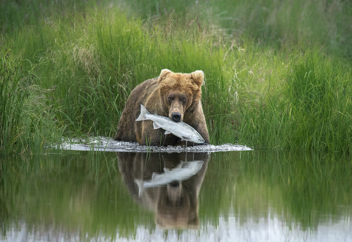 Brown bear catching a fish in a river, showcasing wildlife behavior for Wildlife Photographer of the Year competition.