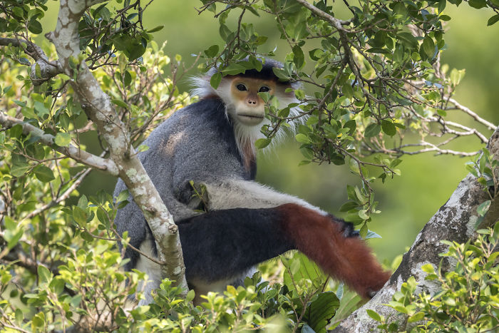Colobus monkey perched in dense foliage, captured in a wildlife photographer of the year competition entry.