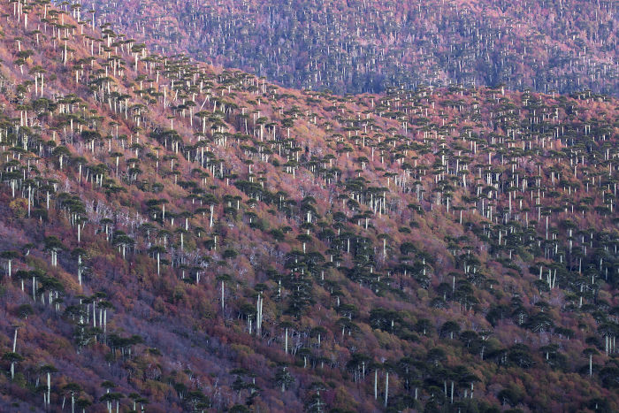 A dense forest landscape with tall, slender trees captured in a wildlife photographer of the year 2020 entry.