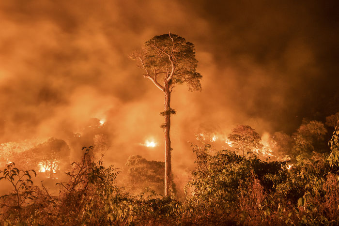 Wildlife photography showing a forest fire with flames and smoke surrounding trees in a dramatic natural scene.