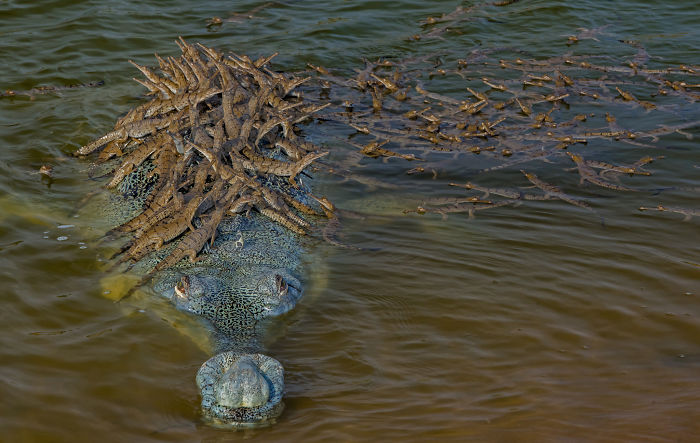 Crocodile partially submerged in water with a swarm of fish on its back captured in wildlife photography competition.