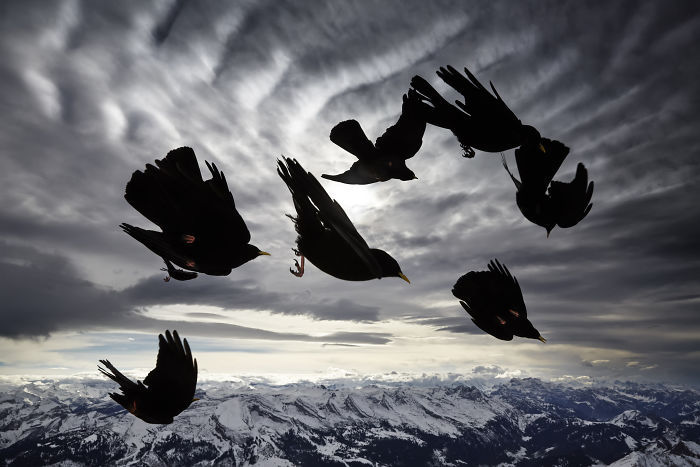 Birds captured in mid-flight over snowy mountains, showcasing stunning wildlife photography competition entry.