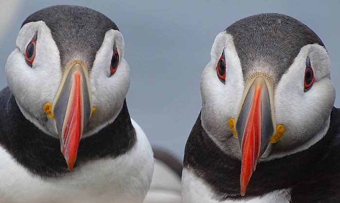 Close-up of two puffins with distinctive beaks featured in wildlife photographer of the year 2020 competition.