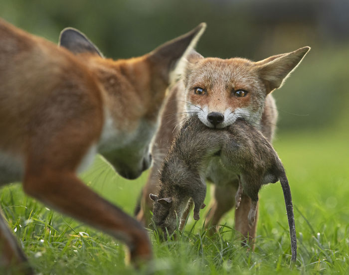 Fox holding a captured rat in its mouth with another fox nearby, competing in wildlife photographer of the year contest.