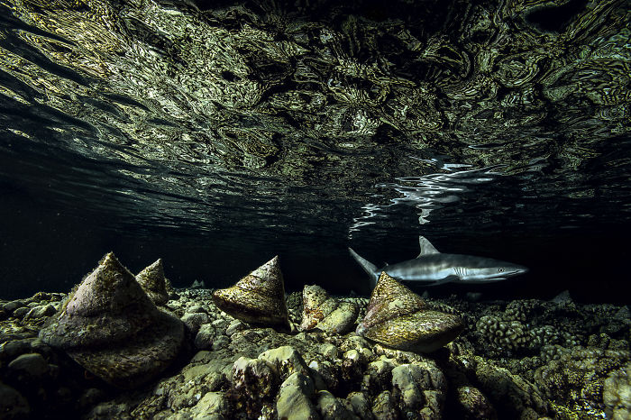Underwater view of a shark swimming over coral reef, featured in Wildlife Photographer of the Year 2020 competition.