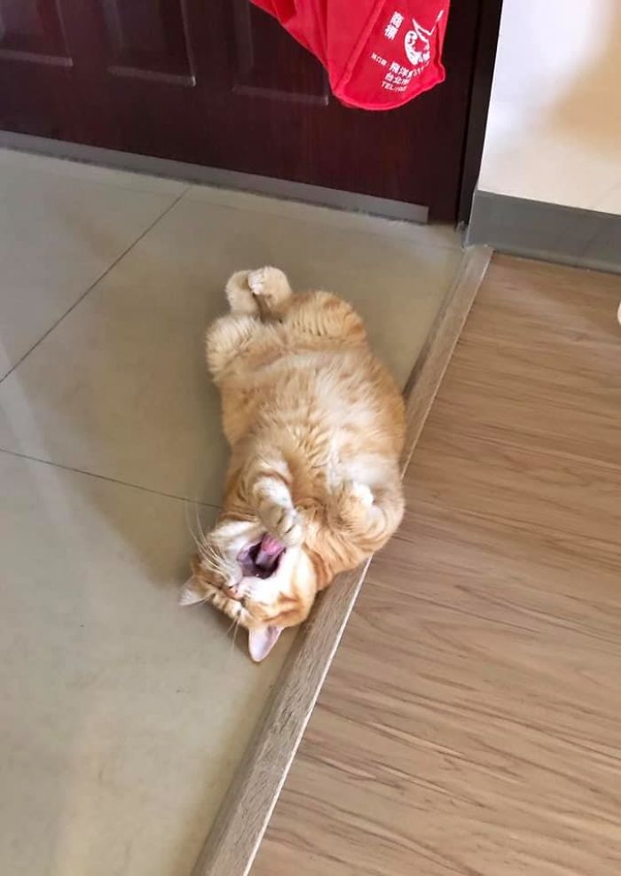This Adorable Ginger Cat Sleeps All Day But Is Constantly Tired, And People Think It’s Absolutely Relatable (17 Pics)