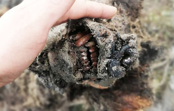 Perfectly Preserved Remains Of A 40,000-Year-Old Ice Age Cave Bear Were Just Discovered In Siberia