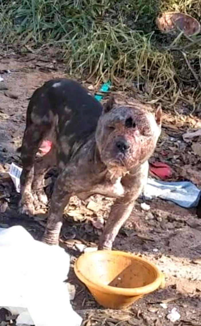 This Abandoned Pit Bull Was Certain To Die Alone, But Then This Good-Willed Man Found Her (20 Pics)
