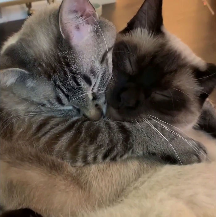 We Adopted A New Cat Not Knowing They’d Become Inseparable