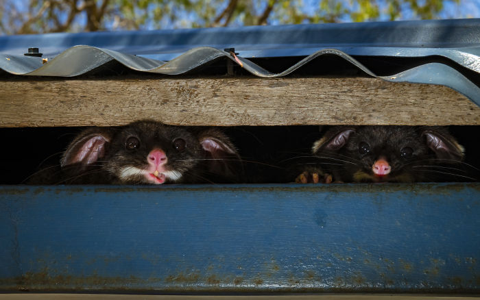 Two wildlife animals peeking from inside a shed captured for Wildlife Photographer of the Year 2020 competition.